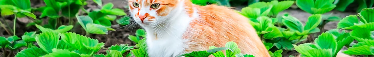 Skrämma bort katter Skrämma bort katter från tomten